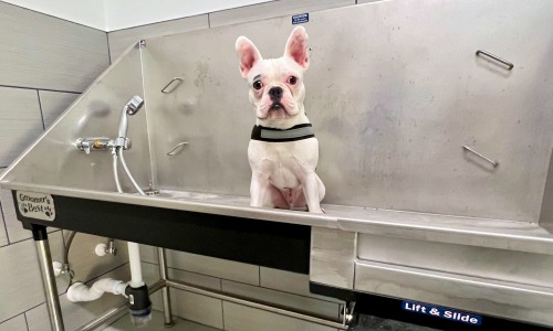 Pet Amenities Cover Image